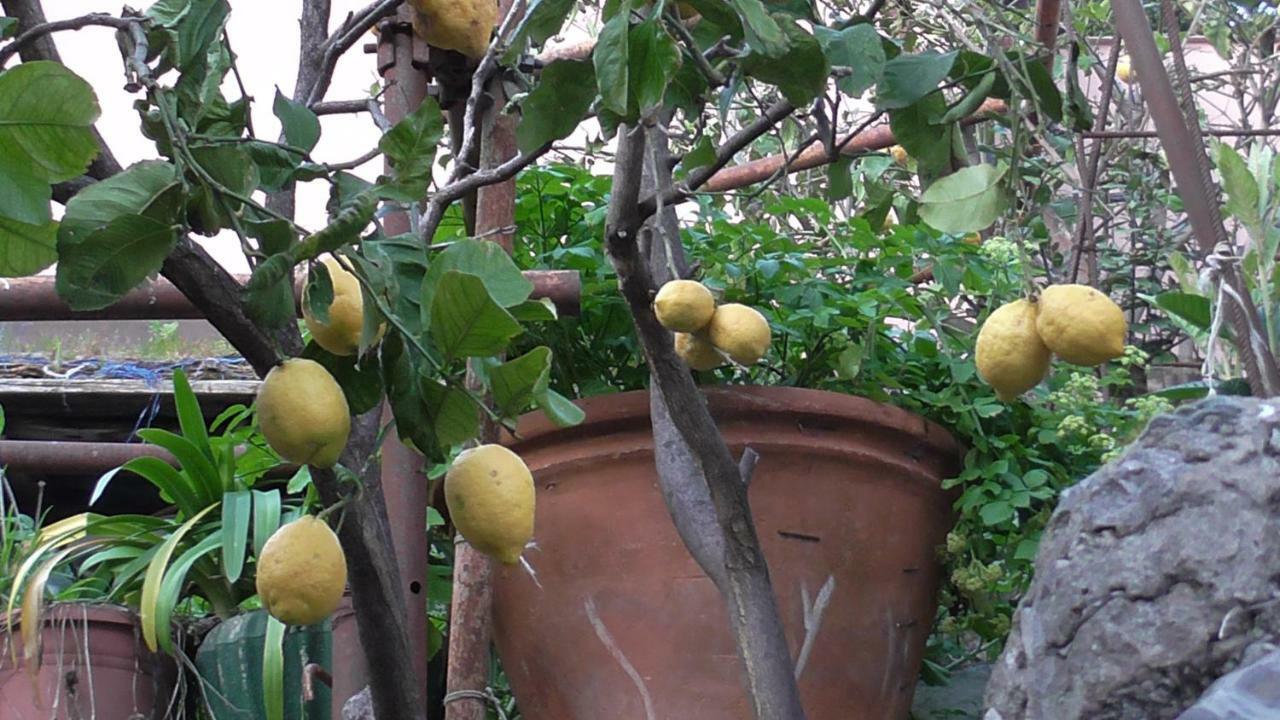 Il Golfo E I Limoni